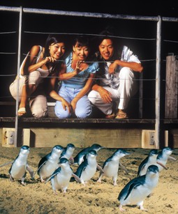 Penguin parade at Phillip Island Penguin parade at Phillip Island