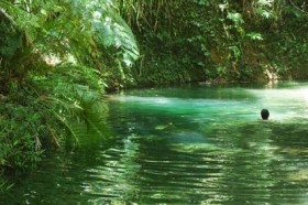 Daintree rainforest, Queensland Daintree rainforest, Queensland