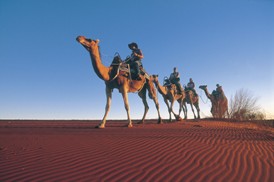 Camel trek, Central Australia