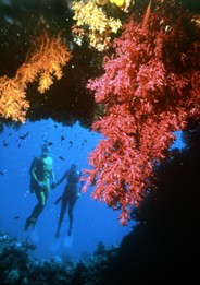 Diving in the Great Barrier Reef