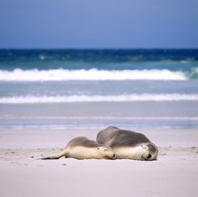 Seals on Kangaroo Island