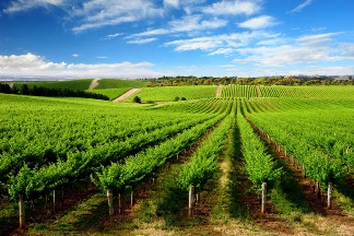 Vineyards, Clare Valley Vineyards, Clare Valley