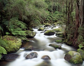 Toorongo River Toorongo River