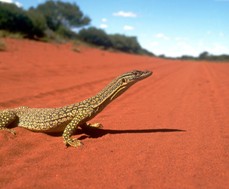 Goanna, Outback Western Australia Goanna, Outback Western Australia