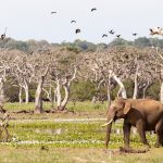 Sri Lanka Safari Yala National Park