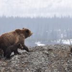 Bear-Family-Yellowstone-National-Park-Wildlife