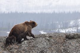 Bear-Family-Yellowstone-National-Park-Wildlife