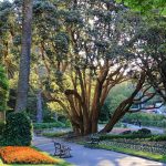 Wellington-Botanic-Garden-Picnic-Spots